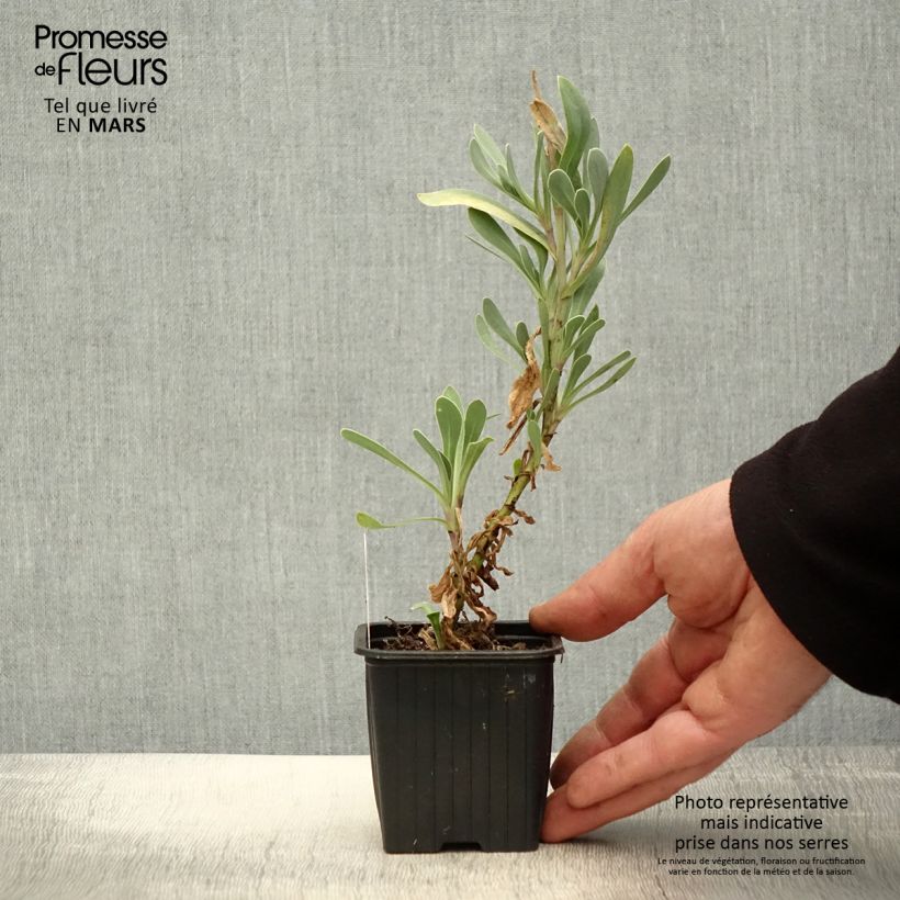 Exemplaar van Othonna cheirifolia - Othonna Kweekpotje van 8/9 cm zoals geleverd in de lente