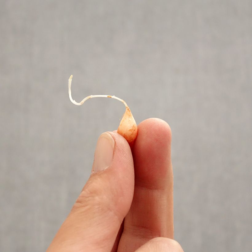 Exemplaar van Oxalis hirta Gothenburg - Klaverzuring Bol kaliber I zoals geleverd in de lente