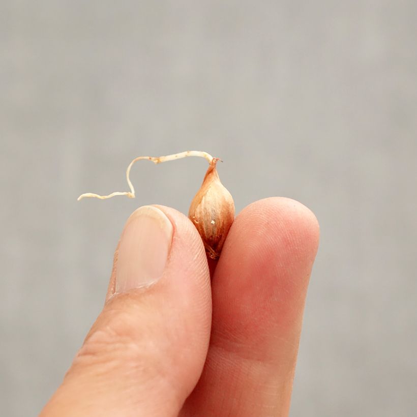 Exemplaar van Oxalis purpurea Garnet - Klaverzuring Bol kaliber I zoals geleverd in de lente