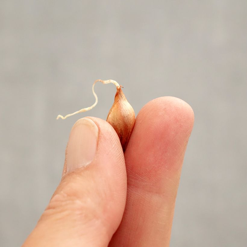 Exemplaar van Oxalis purpurea Ken Aslet - Klaverzuring Bol kaliber I zoals geleverd in de lente