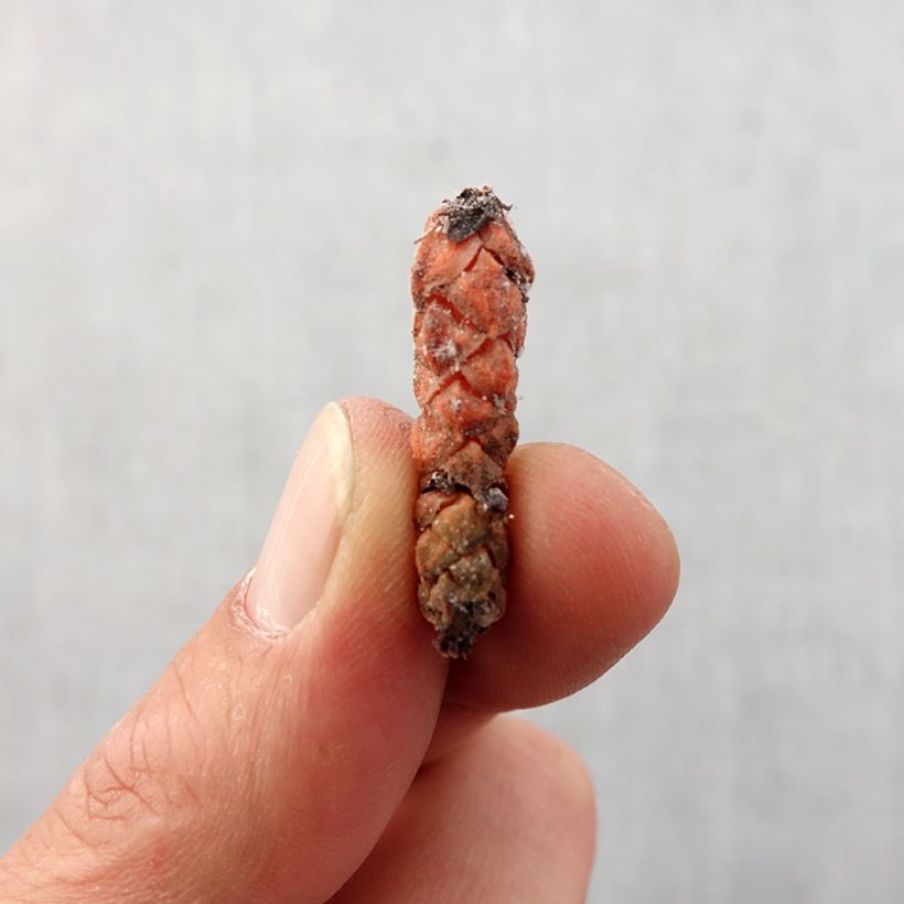 Exemplaar van Oxalis triangularis papilionacea - Klaverzuring Bol kaliber I zoals geleverd in de lente