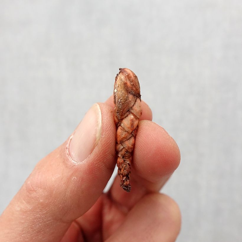 Example of Oxalis triangularis - Klaverzuring Bol kaliber I as you get in printemps