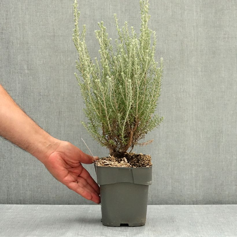 Exemplaar van Ozothamnus rosmarinifolius Silver Jubilee - Zeerozemarijn Pot van 2 l/3 l zoals geleverd in de zomer