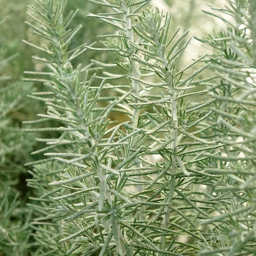 Ozothamnus rosmarinifolius Silver Jubilee - Zeerozemarijn (Blad)