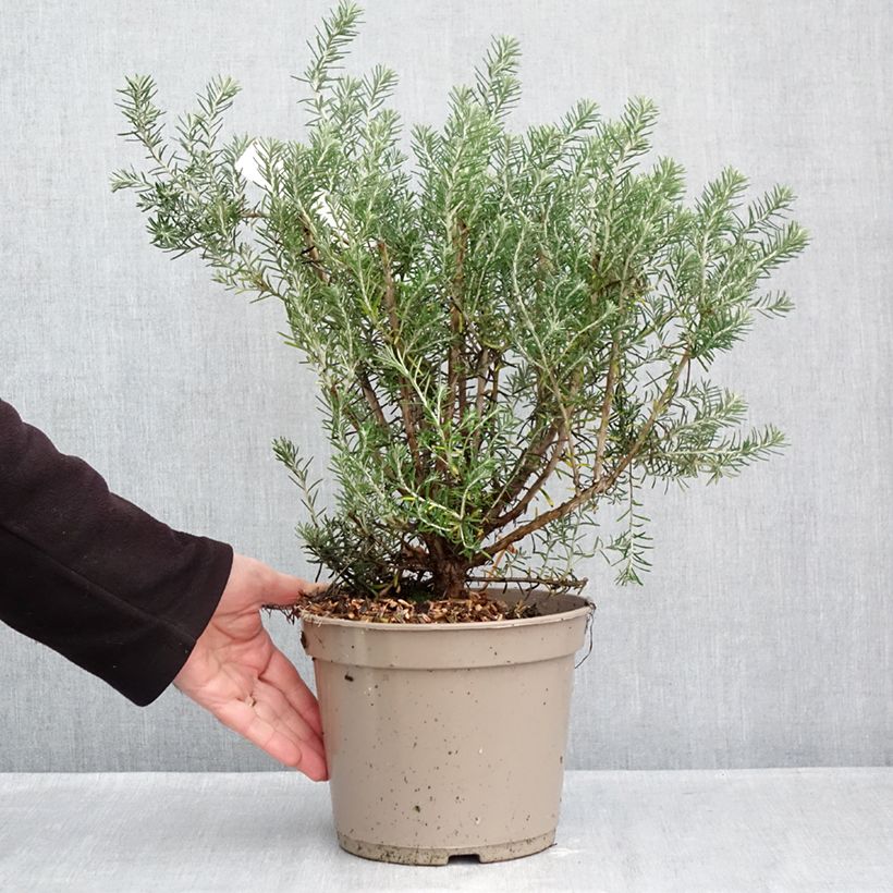 Exemplaar van Ozothamnus rosmarinifolius Silver Jubilee - Zeerozemarijn Pot van 4 l/5 l zoals geleverd in de herfst
