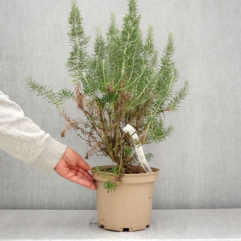 Exemplaar van Ozothamnus rosmarinifolius Silver Jubilee - Zeerozemarijn Pot van 4 l/5 l zoals geleverd in de zomer