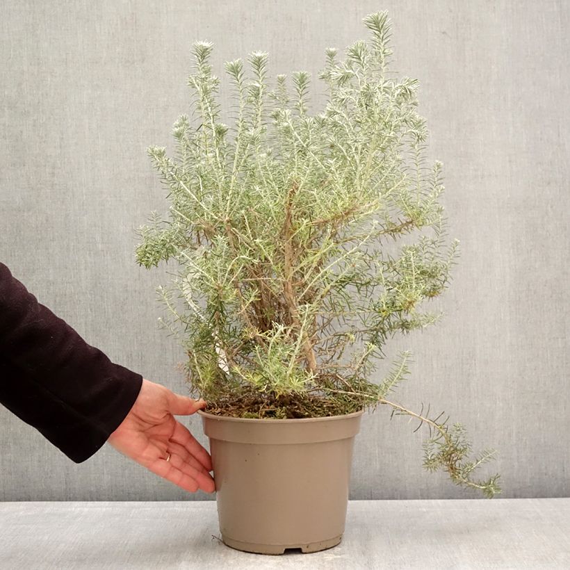 Exemplaar van Ozothamnus rosmarinifolius Silver Jubilee - Zeerozemarijn Pot van 4 l/5 l zoals geleverd in de lente