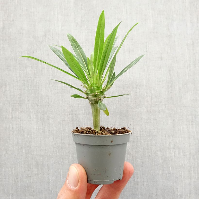 Exemplaar van Pachypodium lamerei - Madagaskarpalm Mini-kamerplanten zoals geleverd in de lente