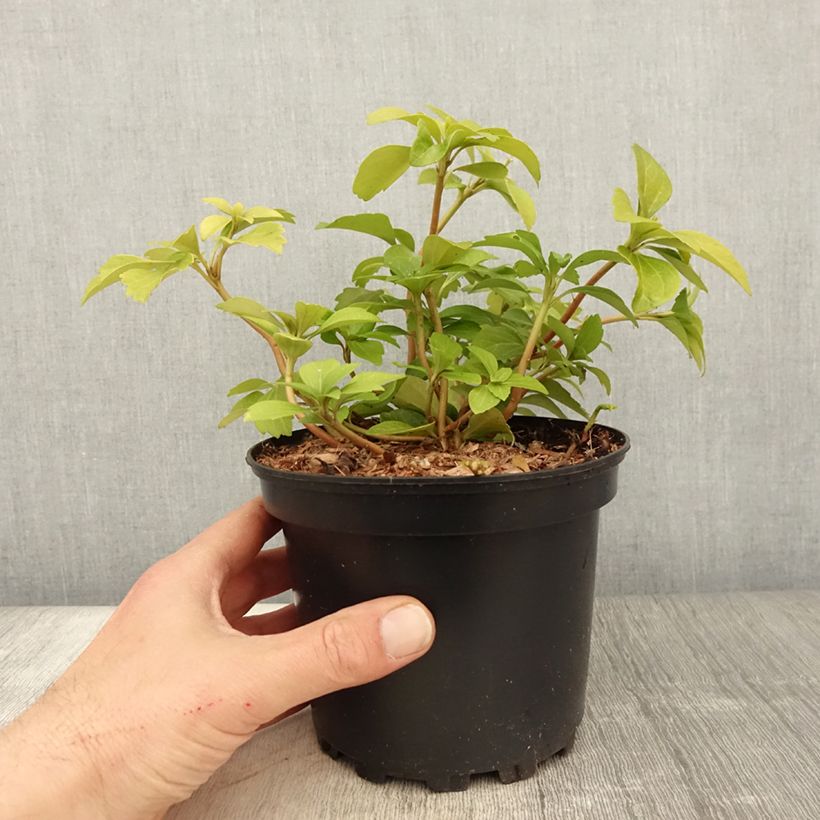 Exemplaar van Pachysandra terminalis - Schaduwkruid Pot van 2 l/3 l zoals geleverd in de lente