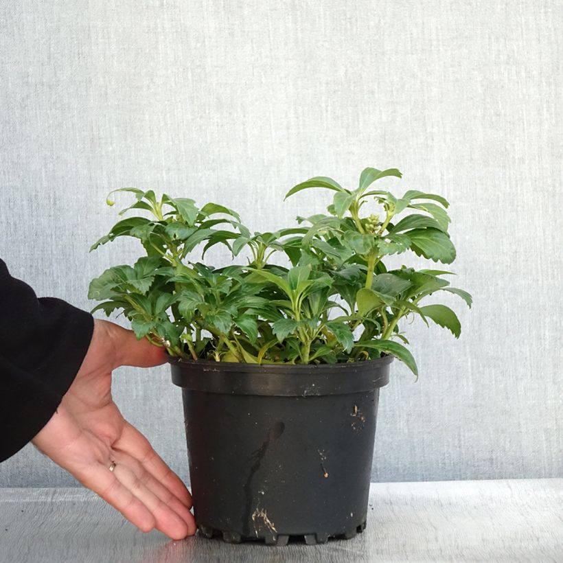 Exemplaar van Pachysandra terminalis Green Carpet - Schaduwkruid Pot van 2 l/3 l zoals geleverd in de herfst