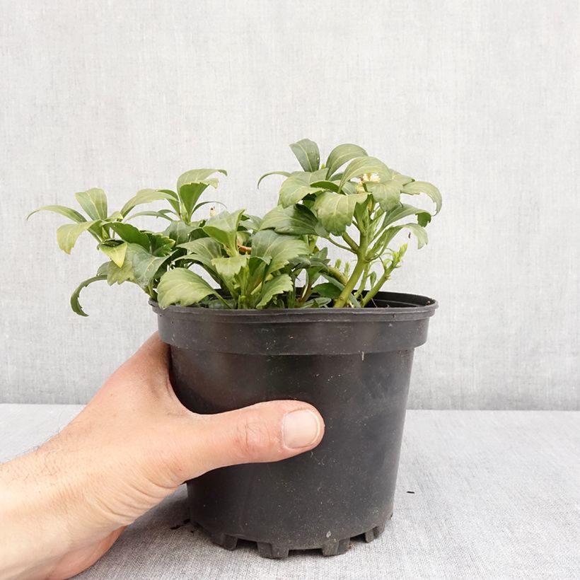 Exemplaar van Pachysandra terminalis Green Carpet - Schaduwkruid Pot van 2 l/3 l zoals geleverd in de lente