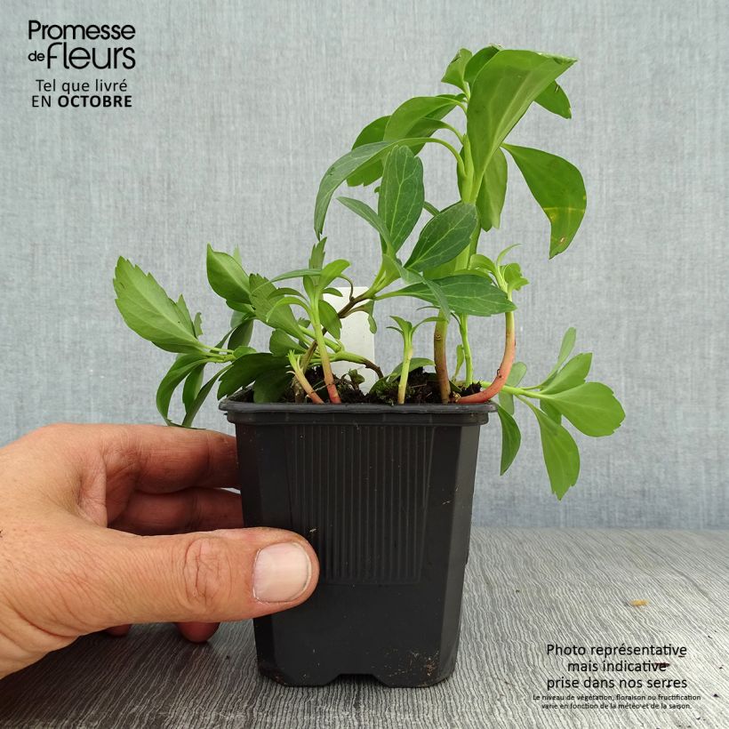 Exemplaar van Pachysandra terminalis Green Sheen - Schaduwkruid Kweekpotje van 8/9 cm zoals geleverd in de herfst