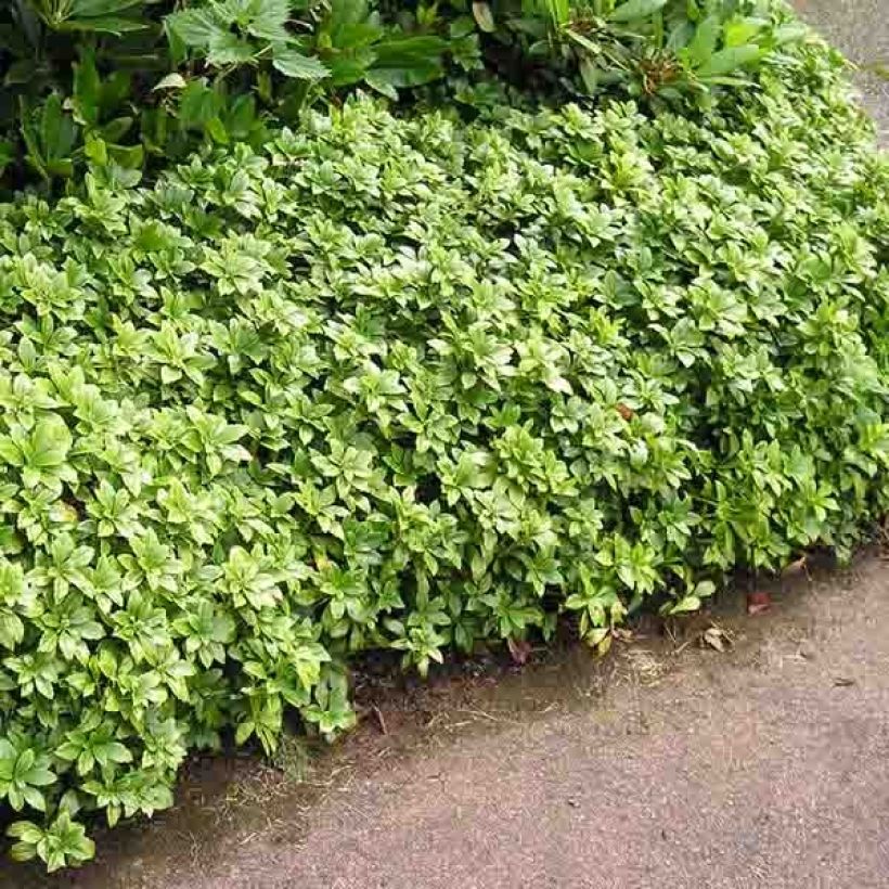 Pachysandra terminalis - Schaduwkruid (Groeiplaats)