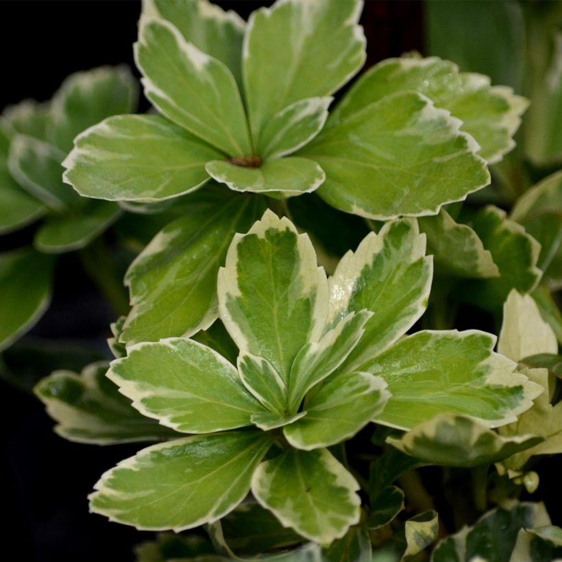 Pachysandra terminalis Variegata - Schaduwkruid (Blad)