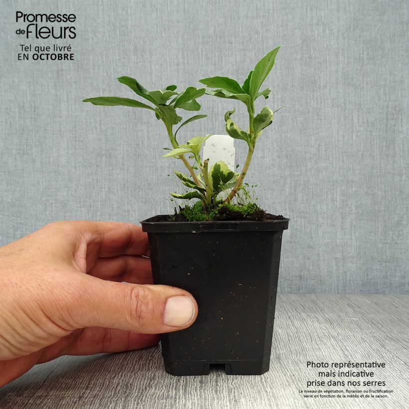 Exemplaar van Pachysandra terminalis Variegata - Schaduwkruid Kweekpotje van 8/9 cm zoals geleverd in de herfst