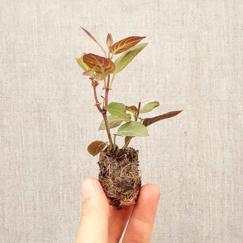 Exemplaar van Kaasplant - Paederia lanuginosa Mini-mot Ø 3/4 cm zoals geleverd in de lente