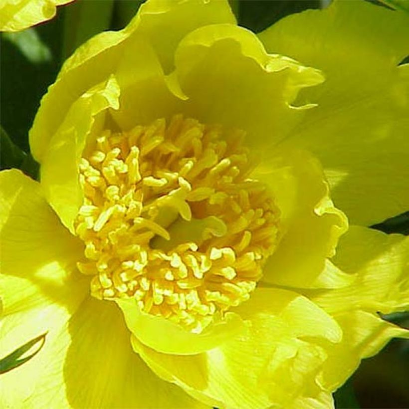 Paeonia lutea - Boompioen (Bloei)