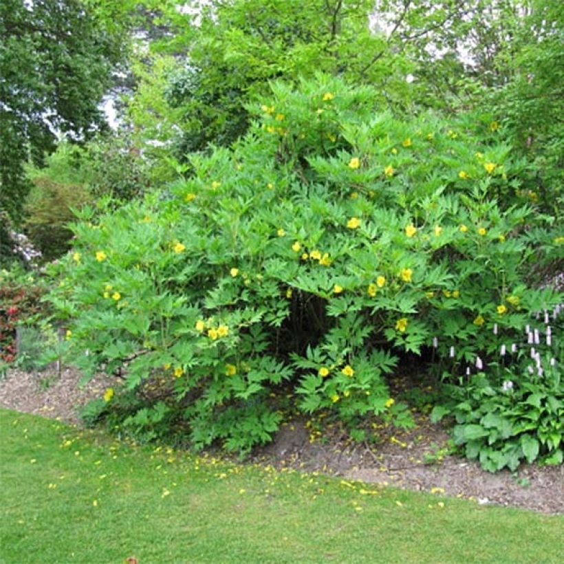 Paeonia lutea - Boompioen (Groeiplaats)