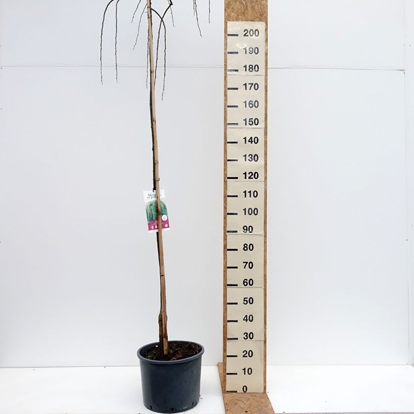 Exemplaar van Sophora japonica Pendula - Honingboom Pot van 20 l/25 l zoals geleverd in de herfst