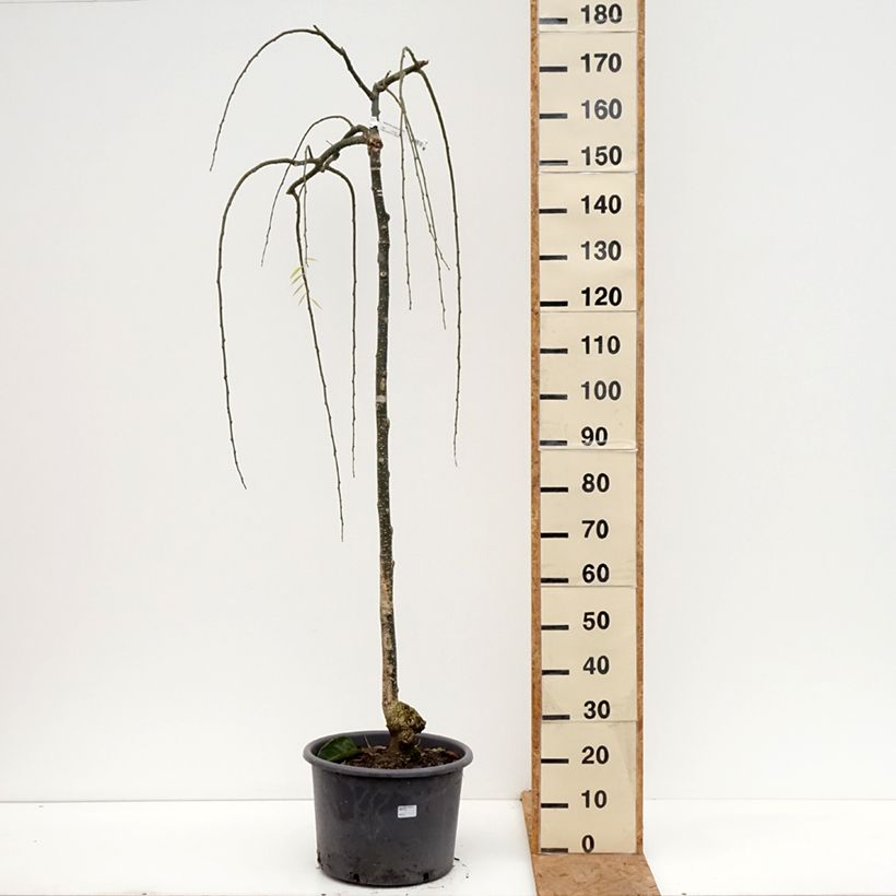 Exemplaar van Sophora japonica Pendula - Honingboom Pot van 20 l/25 l, Half-hoge stam zoals geleverd in de herfst