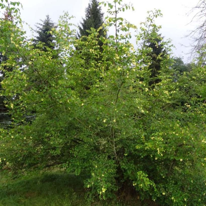 Paliurus spina-christi - Echte christusdoorn (Groeiplaats)