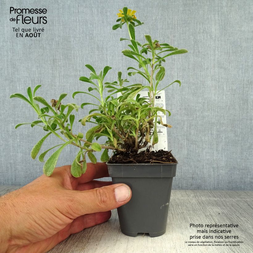 Example of Pallenis maritima Aurelia Gold - Dukaatbloem Kweekpotje van 8/9 cm as you get in ete