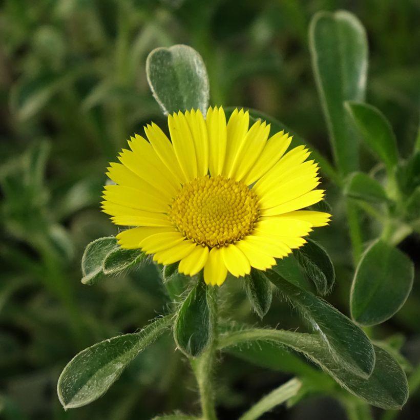 Pallenis maritima Aurelia Gold - Dukaatbloem (Bloei)