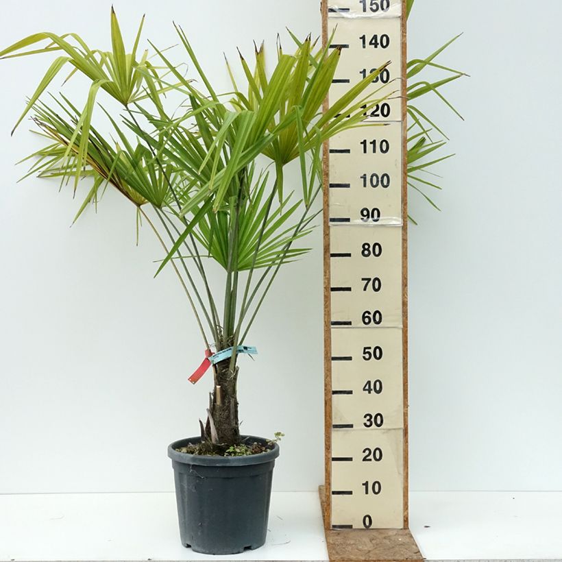 Exemplaar van Trachycarpus fortunei - Chinese waaierpalm Pot van 18 l/20 l zoals geleverd in de zomer