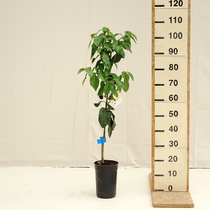 Example of Grapefruit - Citrus × paradisi Pot van 3 l/4 l, Pol as you get in printemps