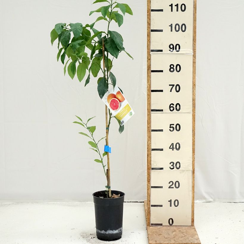 Exemplaar van Grapefruit - Citrus × paradisi Pot van 7,5 l/10 l, Half-hoge stam zoals geleverd in de zomer