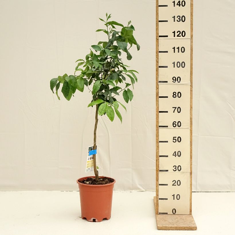 Example of Grapefruit - Citrus × paradisi Pot van 7,5 l/10 l, Half-hoge stam as you get in printemps