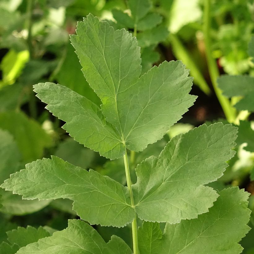 Pastinaak - Pastinaca sativa (Blad)