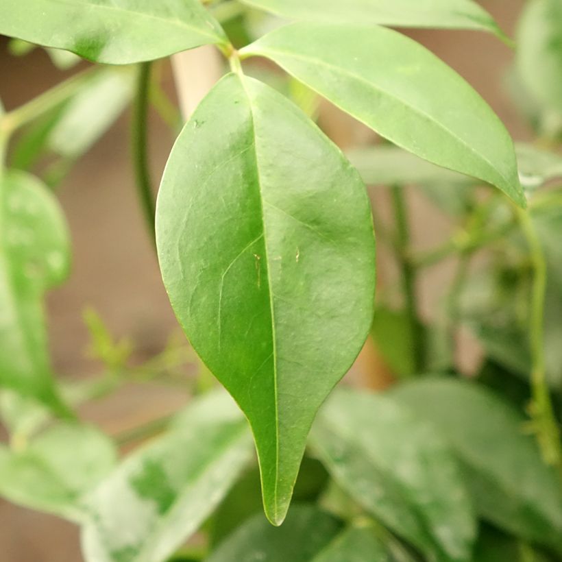 Pandorea jasminoïdes Rosea - Australische trompetklimmer (Blad)
