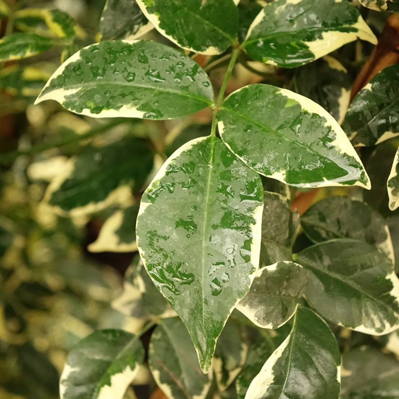 Pandorea jasminoïdes Variegata - Bignone faux jasmin (Blad)