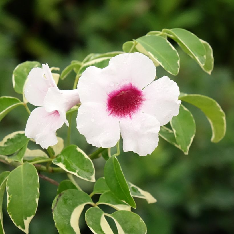 Pandorea jasminoïdes Variegata - Bignone faux jasmin (Bloei)