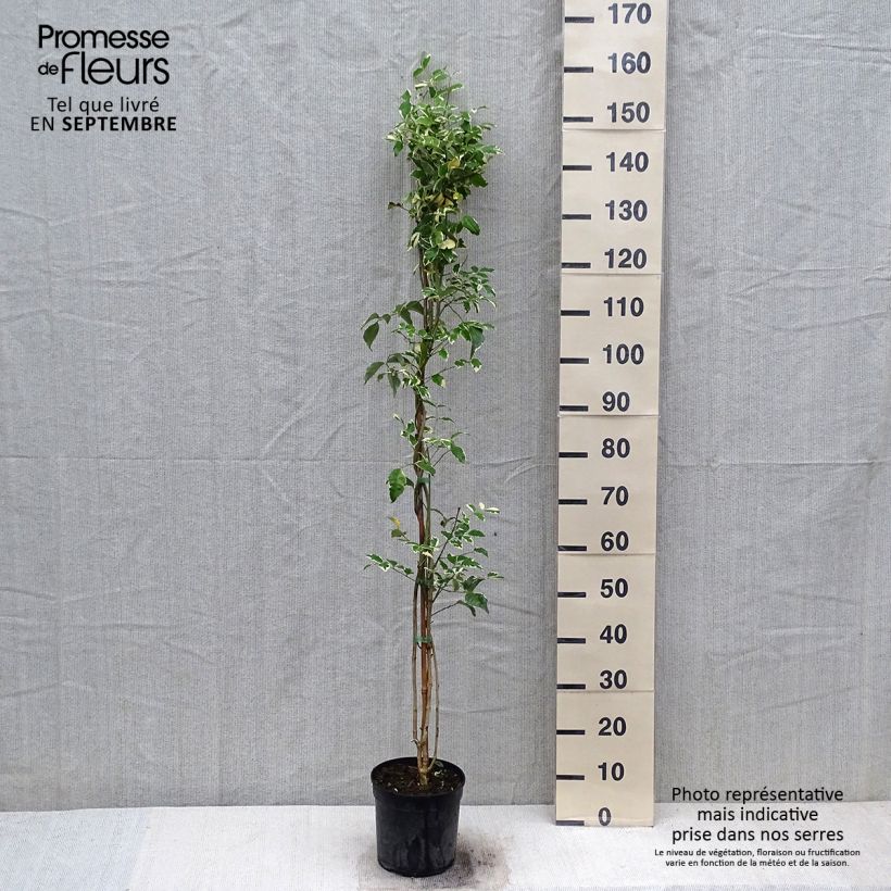 Exemplaar van Pandorea jasminoides Variegata - Bignone faux jasmin  Pot de 3L/4L zoals geleverd in de herfst
