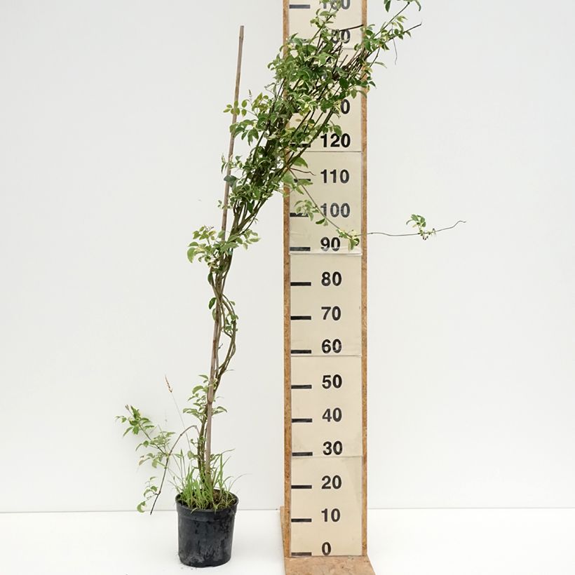 Exemplaar van Pandorea jasminoïdes Variegata - Bignone faux jasmin Pot van 3 l/4 l zoals geleverd in de zomer