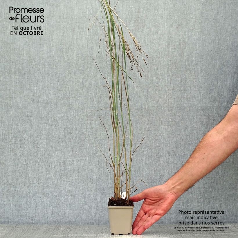 Exemplaar van Panicum virgatum Blue Darkness - Vingergras Kweekpotje van 8/9 cm zoals geleverd in de herfst