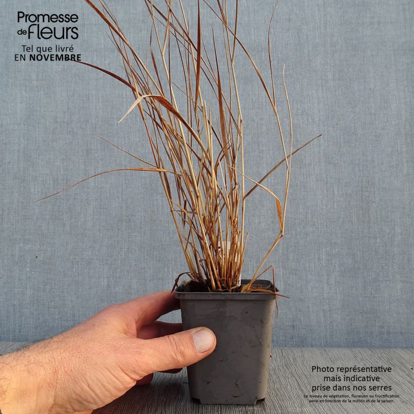 Exemplaar van Panicum virgatum Cheyenne Sky - Vingergras Kweekpotje van 8/9 cm zoals geleverd in de herfst