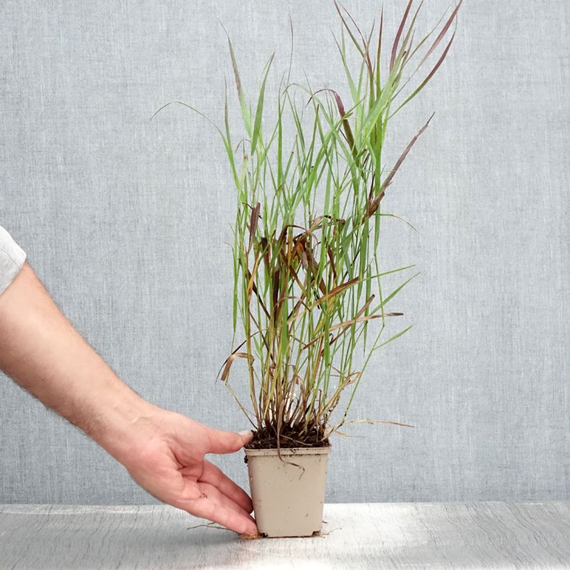 Exemplaar van Panicum virgatum Cheyenne Sky - Vingergras Kweekpotje van 8/9 cm zoals geleverd in de zomer