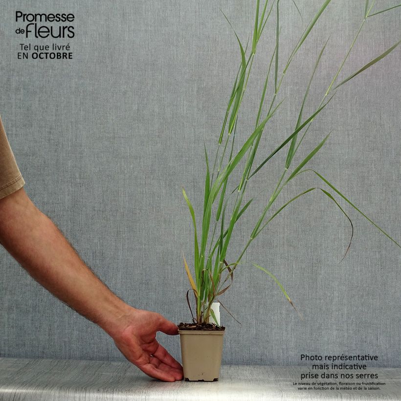 Exemplaar van Panicum virgatum Dallas Blues - Vingergras Kweekpotje van 8/9 cm zoals geleverd in de herfst