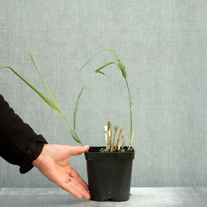 Exemplaar van Panicum virgatum Dallas Blues - Vingergras Pot van 2 l/3 l zoals geleverd in de herfst