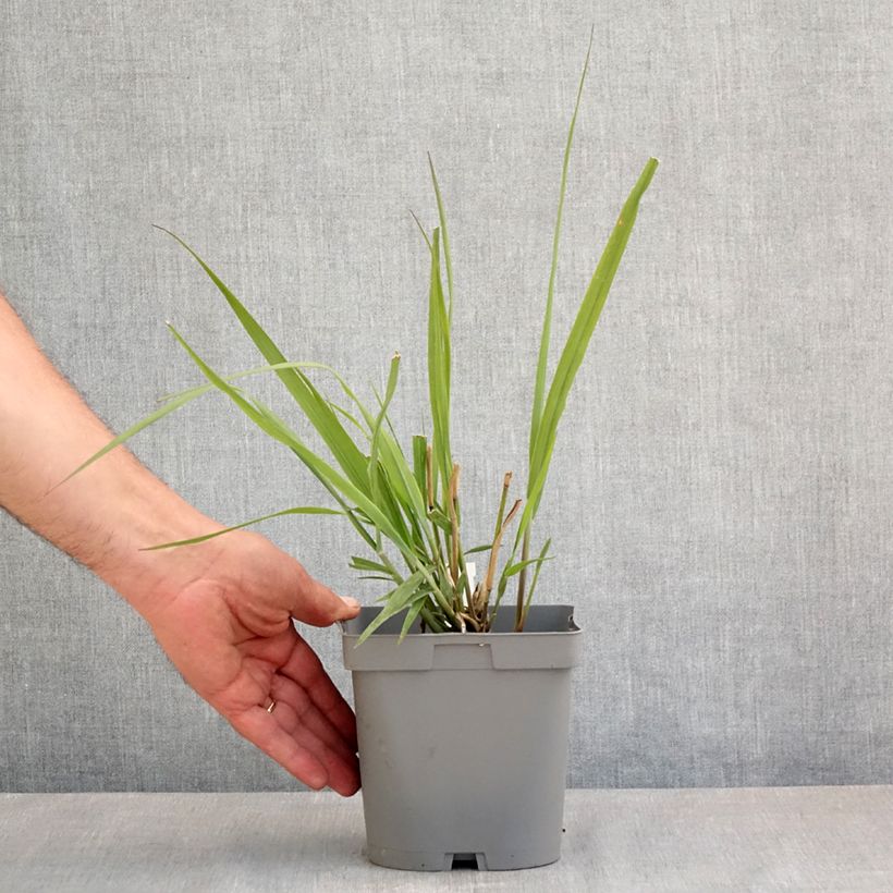 Example of Panicum virgatum Dallas Blues - Vingergras Pot van 2 l/3 l as you get in printemps