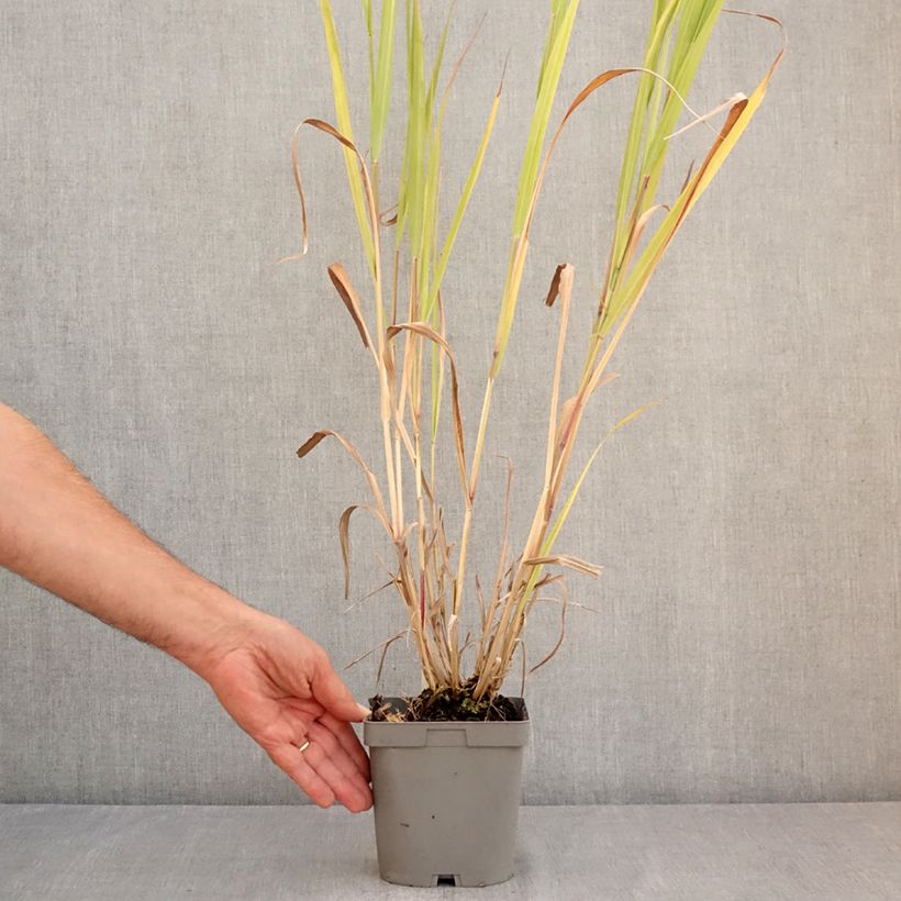 Exemplaar van Panicum virgatum Dallas Blues - Vingergras Pot van 2 l/3 l zoals geleverd in de zomer
