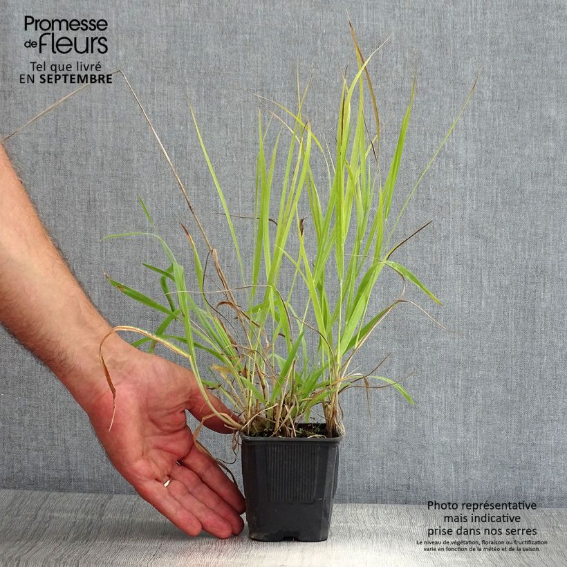 Exemplaar van Panicum virgatum Hanse Herms - Vingergras Kweekpotje van 8/9 cm zoals geleverd in de zomer