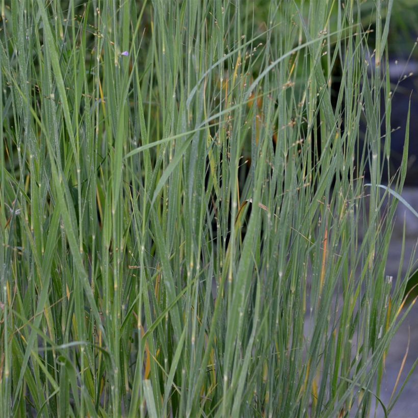 Panicum virgatum Heavy Metal - Vingergras (Foliage)