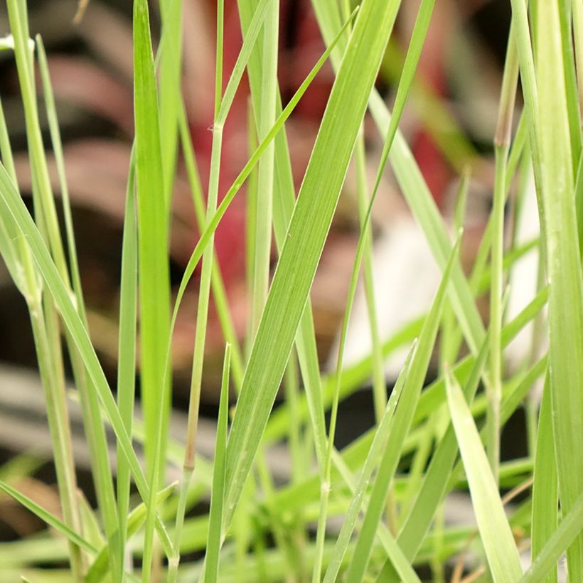 Panicum virgatum Heiliger Hain - Vingergras (Blad)