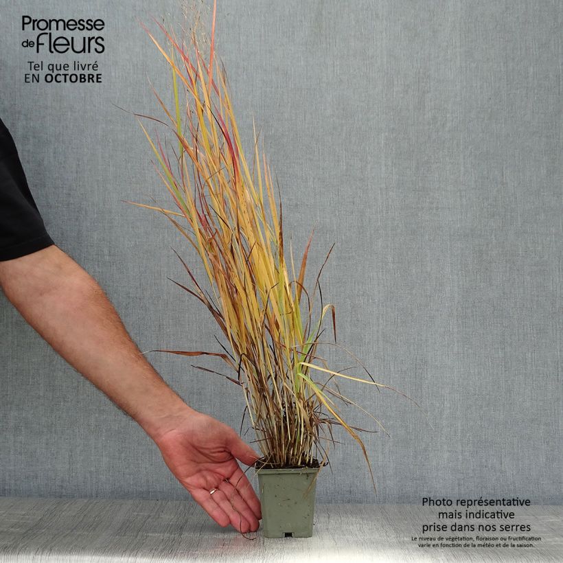 Exemplaar van Panicum virgatum Hot Rod - Vingergras Kweekpotje van 8/9 cm zoals geleverd in de herfst