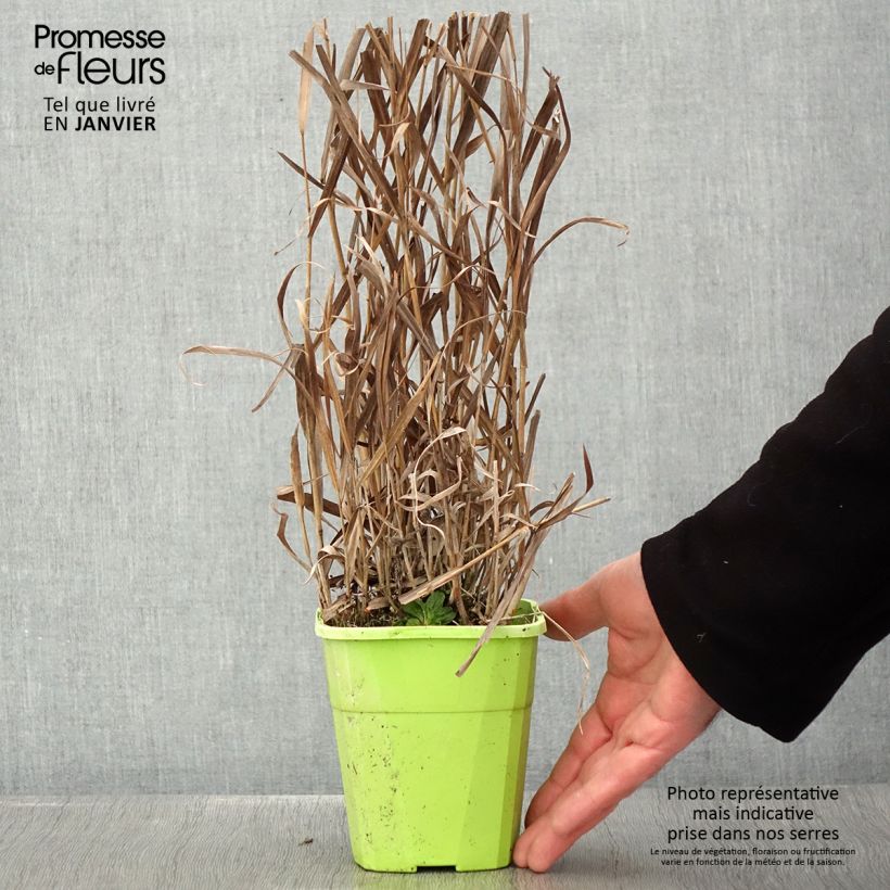 Exemplaar van Panicum virgatum Hot Rod - Vingergras Pot van 1,5 l/2 l zoals geleverd in de winter