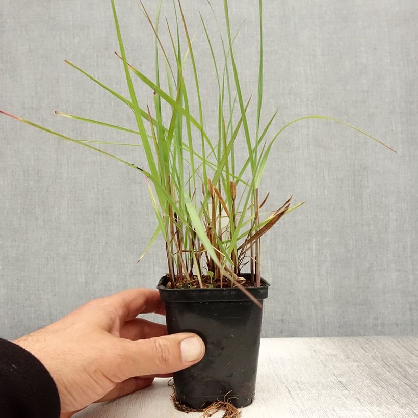 Exemplaar van Panicum virgatum Northwind - Vingergras Kweekpotje van 8/9 cm zoals geleverd in de zomer